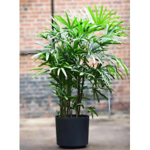 Aukštoji rapipalmė 140cm