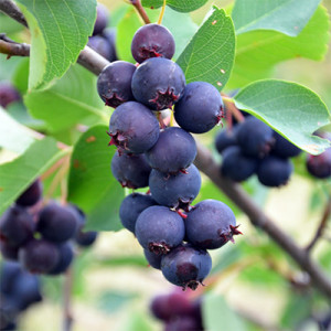 Medlieva alksnialapė 'Honeywood'