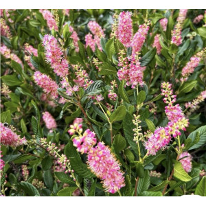 Alksnotis tikrasis Pink Spire