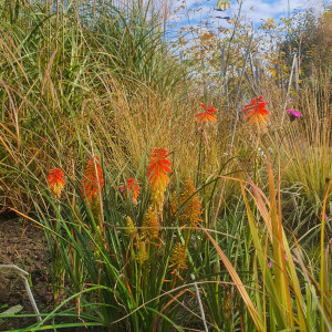 Knipofija 'PAPAYA POPSICLE'