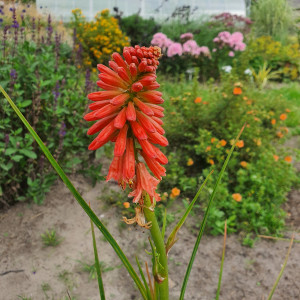 Knipofija 'REDHOT POPSICLE'