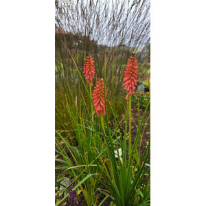 Knipofija 'REDHOT POPSICLE'