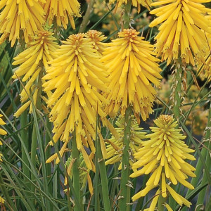 Knipofija 'BANANA POPSICLE'