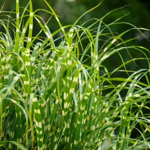 Miskantas kininis 'Zebrinus'