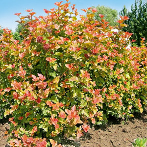Pūslenis putinalapis 'Amber Jubilee' 