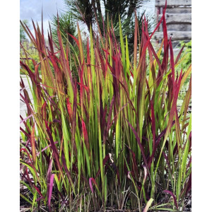 Imperata rytinė Red Baron