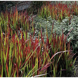 Imperata rytinė Red Baron