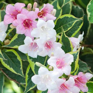 Veigelė gražiažiedė 'Nana Variegata'