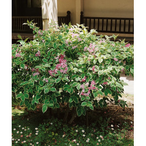 Veigelė gražiažiedė 'Nana Variegata'