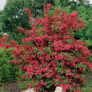 Veigelė gražiažiedė 'Red Prince'