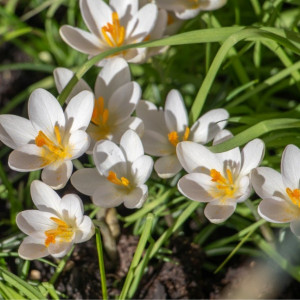 Krokai ankstyvieji 'Barr's White', 50 vnt.