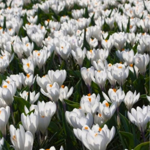 Krokai ankstyvieji 'Barr's White', 500 vnt.