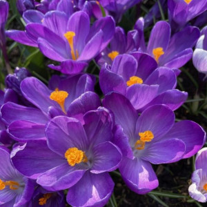  Krokai didžiažiedžiai ‘Flower Record’, 1000 vnt.