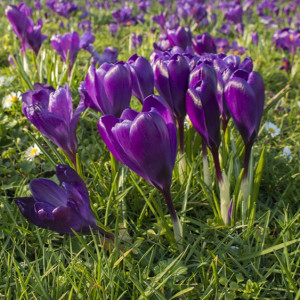 Krokai didžiažiedžiai ‘Flower Record’, 7/8, 1000 vnt.