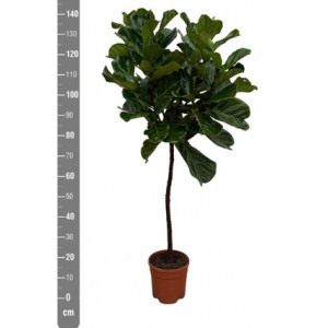 Lyralapis fikusas 22Ø 140cm