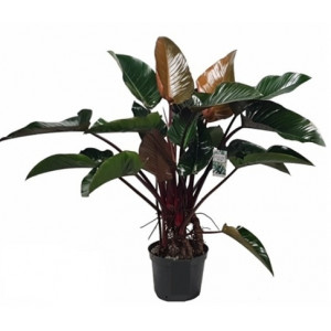 Filodendras 'Beauty Red' 30Ø 110cm