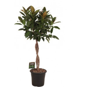 Fikusas elastica Melany pintas kamienas, 130cm