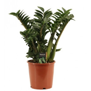 Zamiokulkas 'Zenzi' H65cm