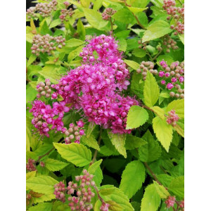 Lanksva japoninė 'Golden Flame'