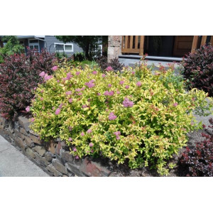 Lanksva japoninė 'Golden Flame'