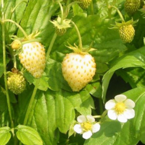 Žemuogė ‘Yellow Wonder’ (remontantinė)