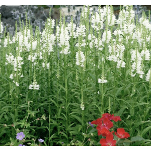 Pūstatauris virgininis Alba