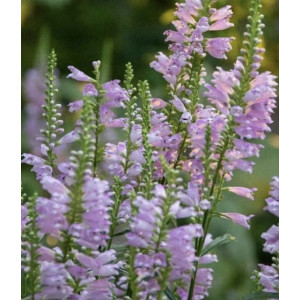 Pūstatauris virgininis Vivid