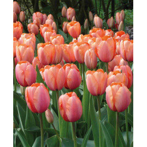 Tulpės  Apricot Impression, 100 vnt 2026 ruduo