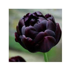 Tulpės Black Hero, 20 vnt 2026 ruduo
