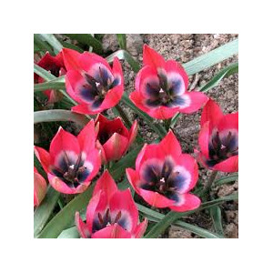 Tulpės botaninės  Little Beauty 200  vnt 2026 ruduo