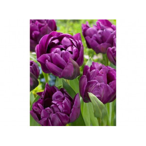 Tulpės Double Negrita, 20 vnt 2026 ruduo