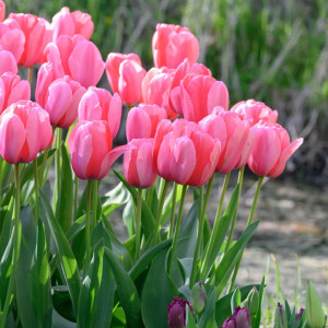 Tulpės Pink impression, 20 vnt 2026 ruduo