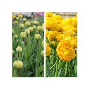 Tulpės Yellow Pomponette, 20 vnt 2026 ruduo