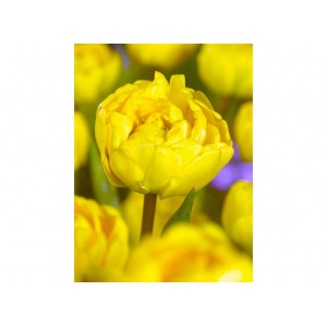 Tulpės Yellow Pomponette, 20 vnt 2026 ruduo