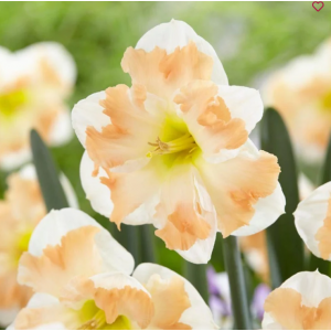 Narcizai ( lot. Narcissus) Cum Laude, ,50 vnt 2026 ruduo