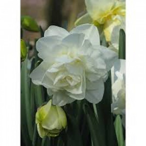 Narcizai pilnaviduriai ( lot. Narcissus) Obdam, 100 vnt 2026 m. ruduo