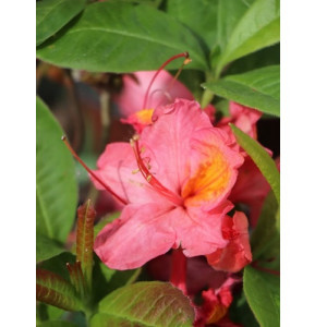Azalija 'Juanita' 