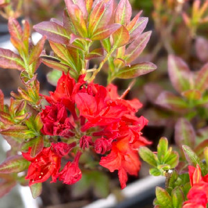 Azalija 'Doloroso'