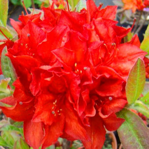 Azalija 'Doloroso'