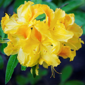 Azalija 'Anneke'