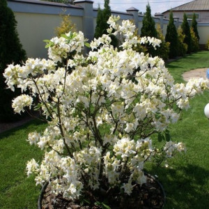 Azalija 'Schneegold'