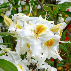 Azalija 'Schneegold'