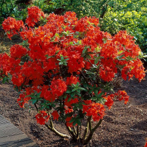 Azalija 'Gibraltar'