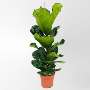 Lyralapis fikusas 100cm