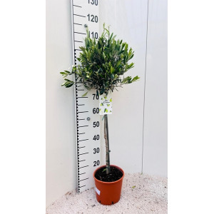 Alyvmedis europinis H100cm