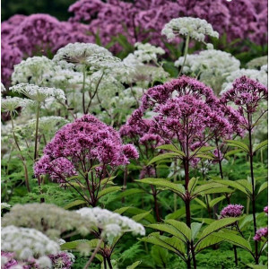 Kemeras Atropurpureum