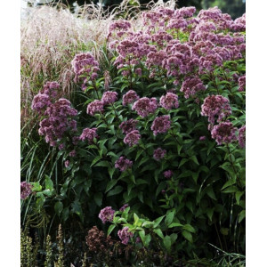 Kemeras Atropurpureum