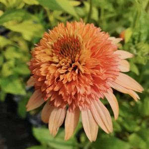 Pilnavidūrė ėžiuolė 'Supreme Cantaloupe' 