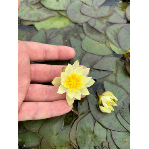 Vandens lelija 'Pygmaea Helvola'