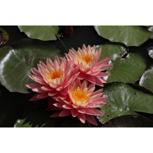 Vandens lelija 'Sunny pink'
